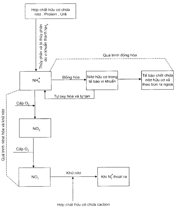Hình 2: Sơ đồ mô tả quá trình sinh hóa khử nitơ trong nước thải 